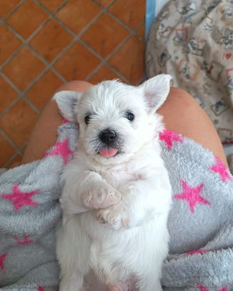 Cuccioli di maltipoo
