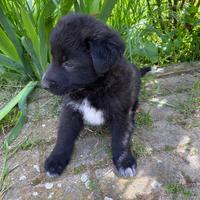Cucciolo pastore tedesco/maremmano