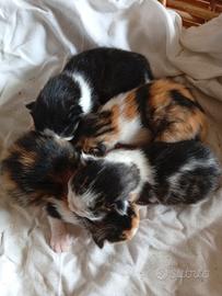 Gattini , incrocio Manie Coon nero