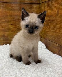 Siamese
