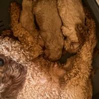 Barboncino albicocca cuccioli disponibili