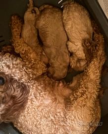 Barboncino albicocca cuccioli disponibili