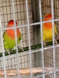 2 coppie di inseparabili riproduttive di 3 anni