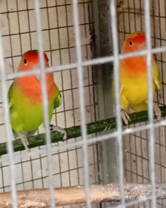 2 coppie di inseparabili riproduttive di 3 anni