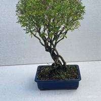 BONSAI DI SERISSA
