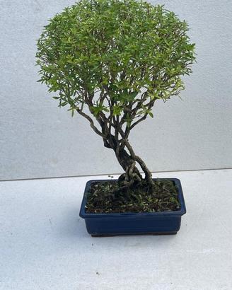 BONSAI DI SERISSA