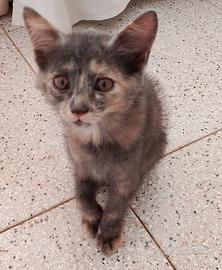 Gattina cucciola