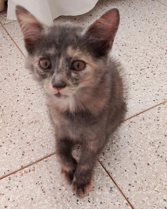 Gattina cucciola