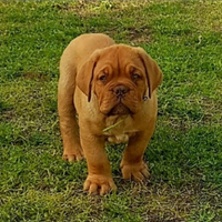 Cuccioli disponibili Dogue de bordeaux