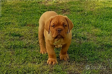 Cuccioli disponibili Dogue de bordeaux