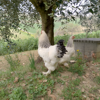 Gallina gallina pulcini