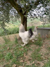 Gallina gallina pulcini