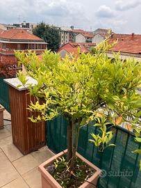 Albero Arancio h170cm (citrus sinensis)