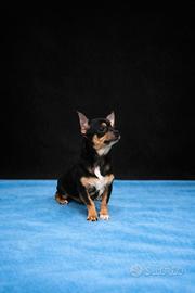 Cucciolo di chihuahua