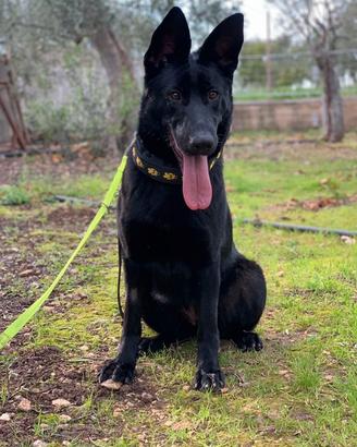 Pastore Tedesco Nero