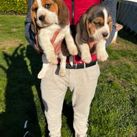 Cuccioli di Beagle