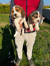Cuccioli di Beagle