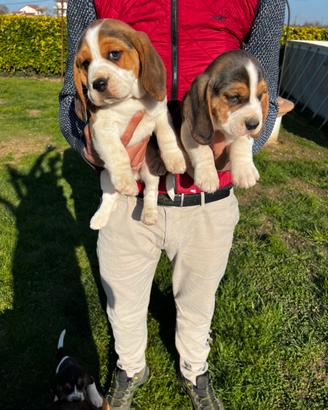 Cuccioli di Beagle