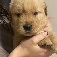 Golden Retriever Linea Americana