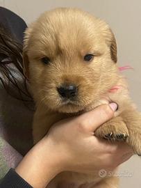 Golden Retriever Linea Americana
