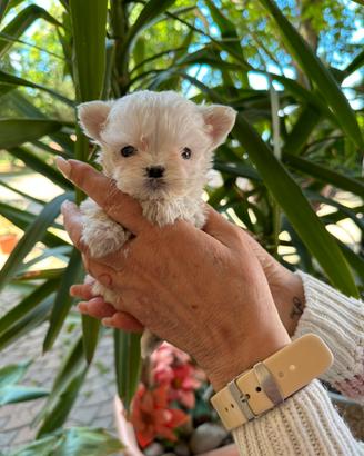 Cucciolo di Maltese linea americana e coreana