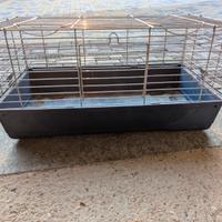 Gabbia cavie peruviane