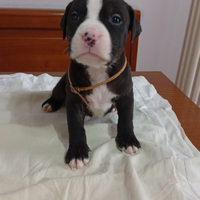 Cuccioli di amstaff