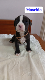 Cuccioli di amstaff