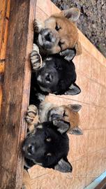 Cuccioli di Shiba Inu