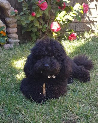 Barboncino nano nero disponibile per monta