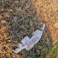 Maschio setter 16 mesi