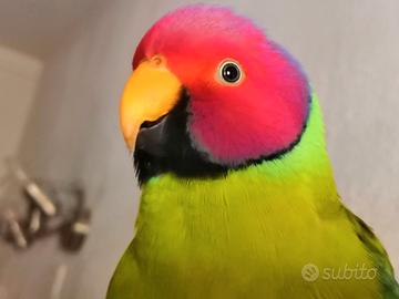 Pulli parrocchetti testa di prugna