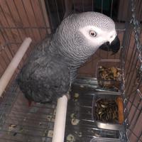 Cenerino taglia grande