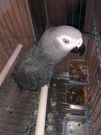 Cenerino taglia grande