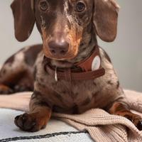 Bassotto nano arlechino choco per monta