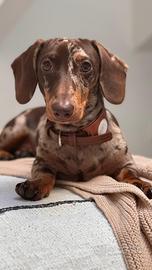 Bassotto nano arlechino choco per monta