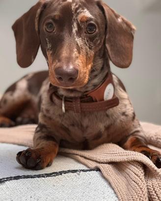 Bassotto nano arlechino choco per monta