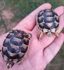 Tartarughe di terra