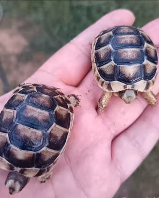Tartarughe di terra