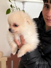 Cuccioli di pomerania mini toy