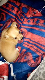 chihuahua Toy e volpino di Pomerania Toy 