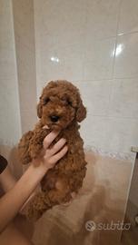 Cucciolo di barboncino