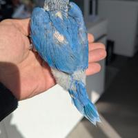 Pulli di parrocchetti