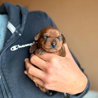 Meravigliosa cucciolata di Pinscher Nano