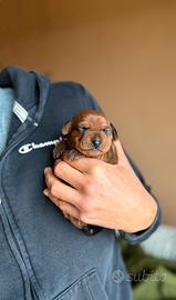 Meravigliosa cucciolata di Pinscher Nano