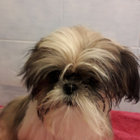 Shih tzu cucciola