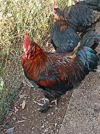 Galline Marans