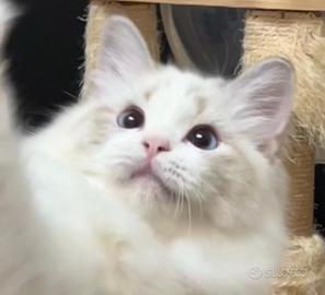 Gattina ragdoll