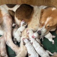 Pastore Asia centrale