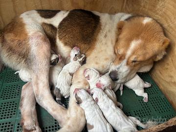 Pastore Asia centrale